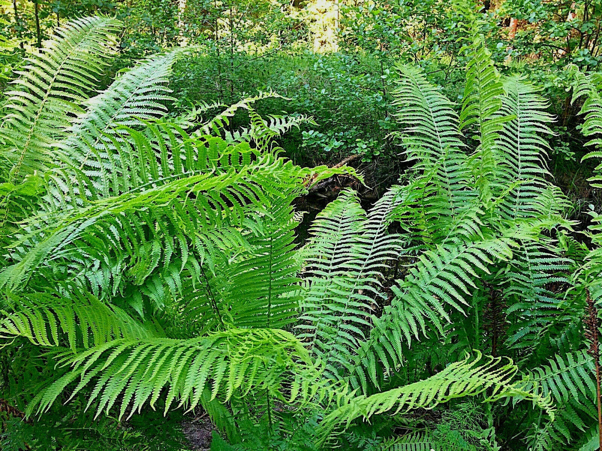 Western Sword Fern Seeds - Spore, Hardy to -4°F, Polystichum munitum, Shade-loving, Moist Soil, Erosion Control, Garden Plant