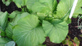 Florida Broadleaf Mustard Seeds - Heirloom Brassica juncea for Large Leaves, 450-50,000 Seeds, Southern India Origin