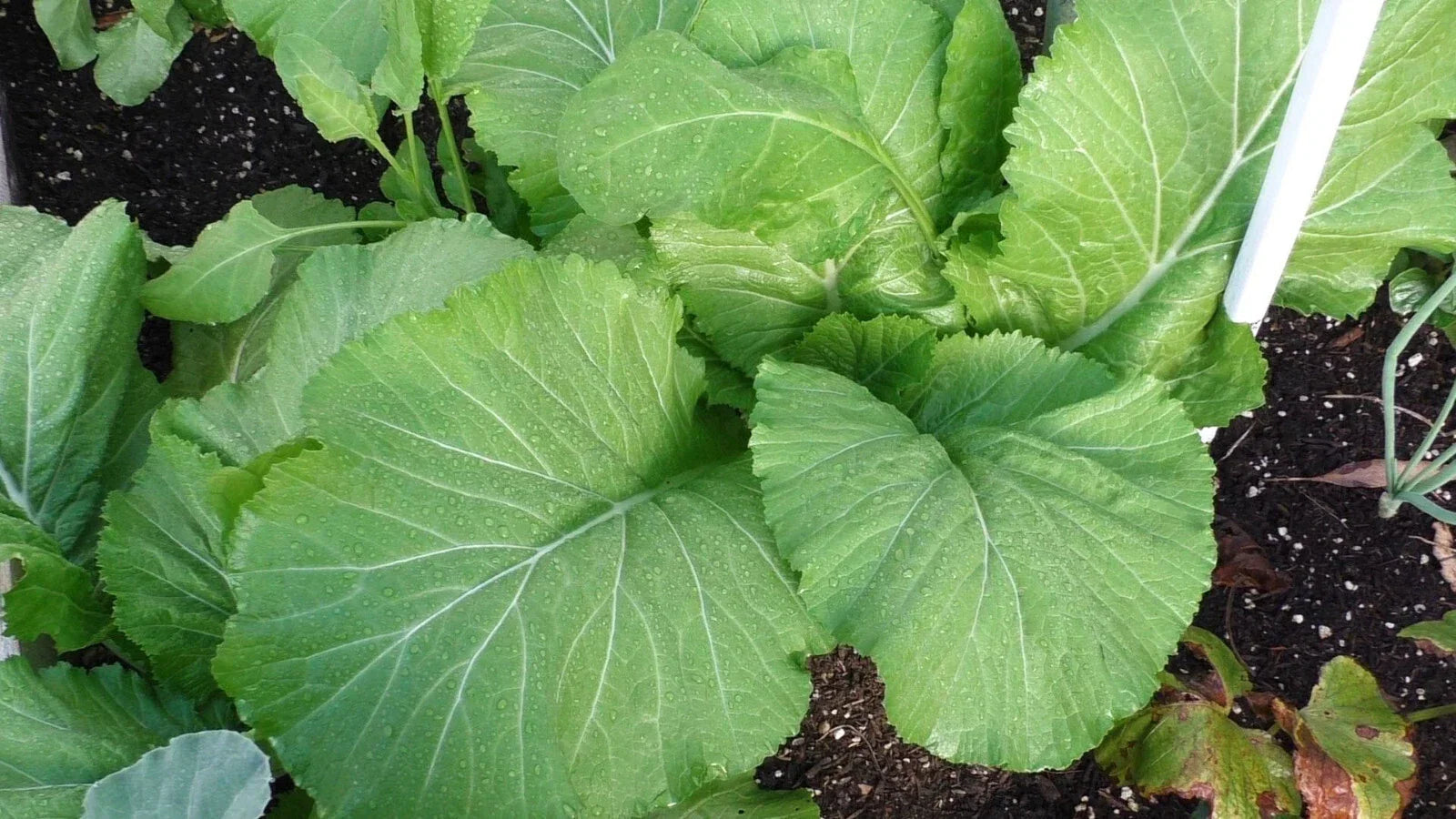 Florida Broadleaf Mustard Seeds - Heirloom Brassica juncea for Large Leaves, 450-50,000 Seeds, Southern India Origin