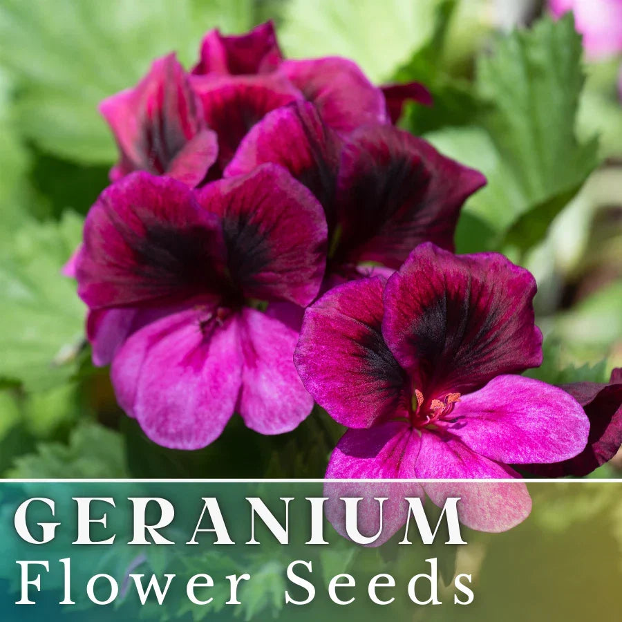 Geranium Seeds 100+ Berry Phantom Fragrant Flower Pelargonium x hortorum Non-GMO for Garden, Pots, Borders