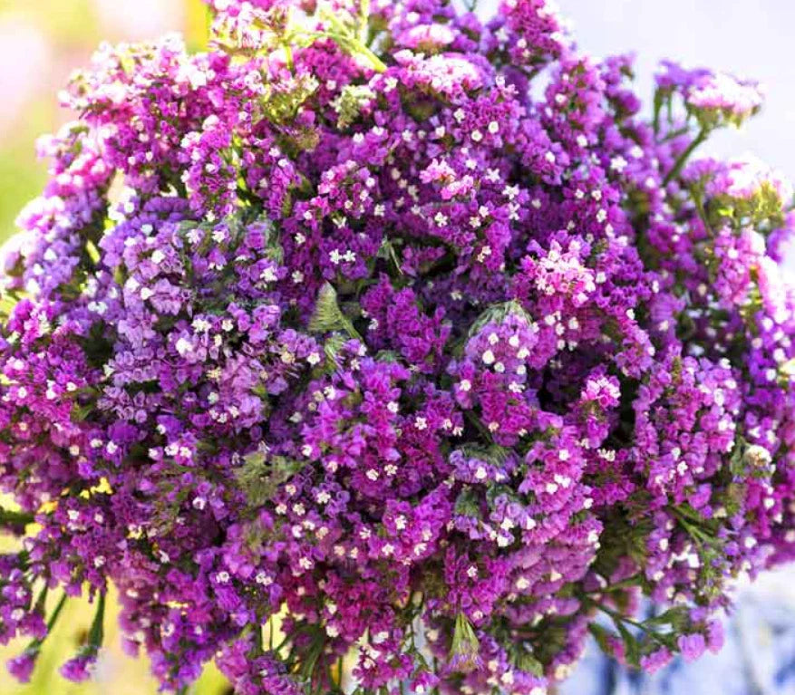 Statice Seeds - TWILIGHT Purple Non-GMO Limonium sinuatum for Dried Flower Arrangements, Cut Flowers, Garden Planting