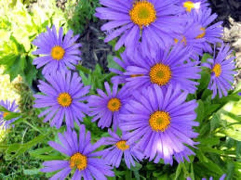 Blue Aster Seeds 100 Organic Perennial Heirloom Aster Alpinus Blue for Gardens & Pollinators