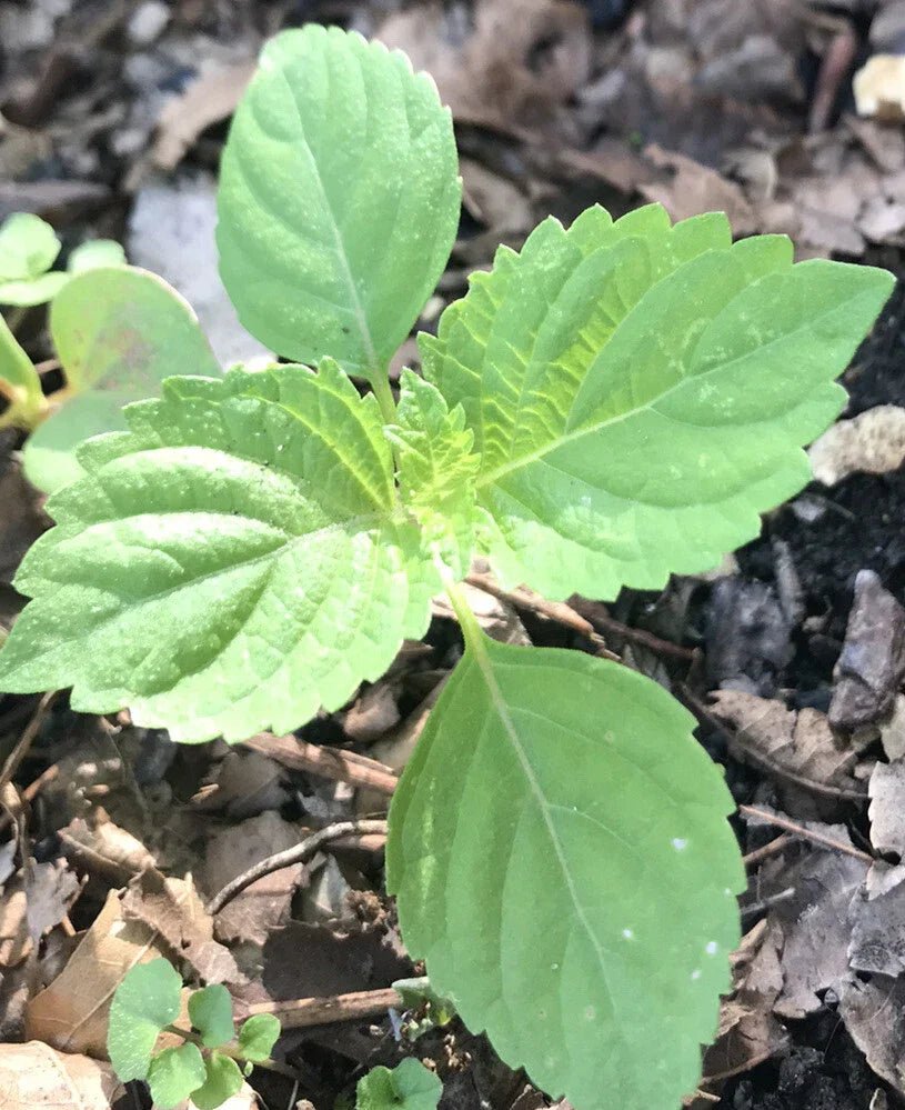 Green Perilla Shiso Plants - 3+ Live Starter Bare Roots - Perilla frutescens Var. Crispa Herb