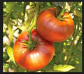 Brandywine Red Tomato Seeds - Heirloom, Non-GMO, Open Pollinated, Large Juicy Fruits, Solanum lycopersicum, Vegetable Seeds