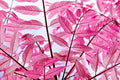Chinese Toon Tree Seeds 30 Pink Leaves Sapindus mukorossi Rare Garden Landscape Plant