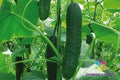 Corinto Cucumber Seeds - 25+ Pack, Heirloom Variety, Cucumis sativus, Home Garden, Non-GMO, Easy to Grow