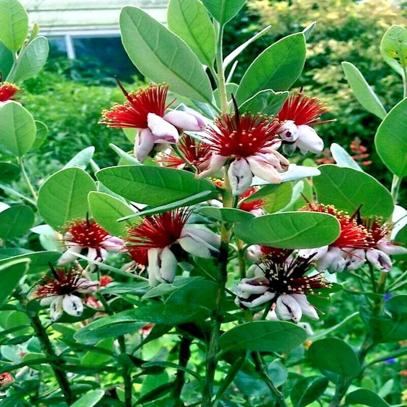 Pineapple Guava Tree Seeds – Feijoa sellowiana – Tropical Fruit & Flower Plant – 20 Seeds
