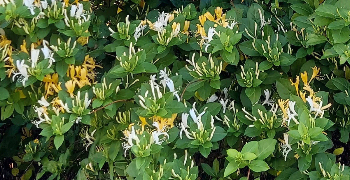 Honeysuckle Plant Cuttings - 6 Unrooted Lonicera spp. for Gardening & Landscaping