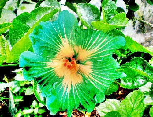 Hibiscus Seeds 20 Perennial Green Yellow Flowers Hibiscus rosa-sinensis for Garden, Container, Border