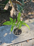 Syngonium Angustatum Little Star Live Plant – 2.5" Variegated Houseplant, Five Finger Green Indoor Plant