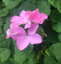 4 Zonal Geranium Cuttings Bubblegum Pink Pelargonium hortorum Live Unrooted Stems for Garden Beds & Containers