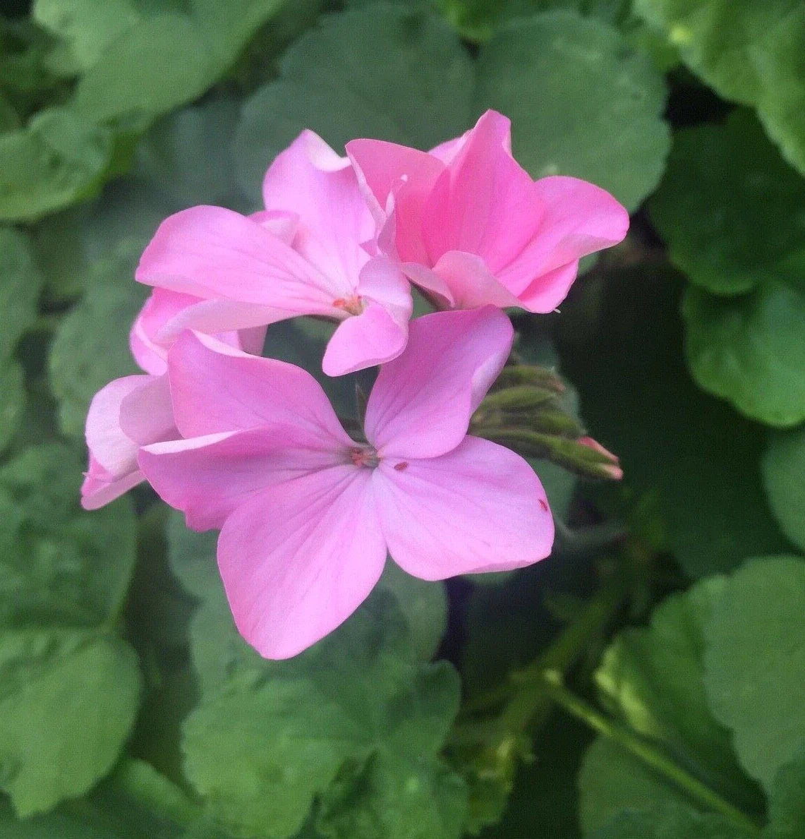 4 Zonal Geranium Cuttings Bubblegum Pink Pelargonium hortorum Live Unrooted Stems for Garden Beds & Containers