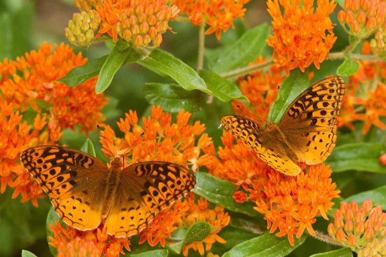 Butterfly Weed Live Starter Plant – Asclepias tuberosa Native Perennial, Monarch & Pollinator Attracting, Drought-Tolerant Garden Plant