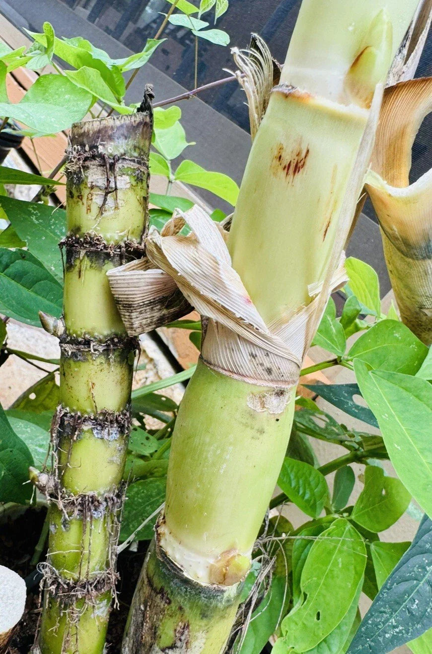 Fresh Green Sugarcane Cuttings – Live Organic Cane Starts for Juicing, Propagation, Tropical Garden