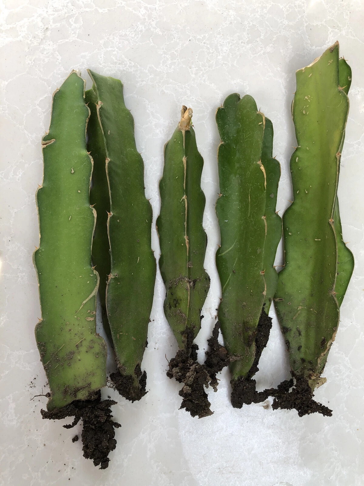 Rooted Dragon Fruit Cuttings – Tropical Cactus Plant for Garden or Container Growing, Selenicereus spp.