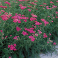 Yarrow ‘Cerise Queen’ Live Starter Plant – Bright Pink Achillea millefolium, Drought-Tolerant, Pollinator-Friendly Perennial