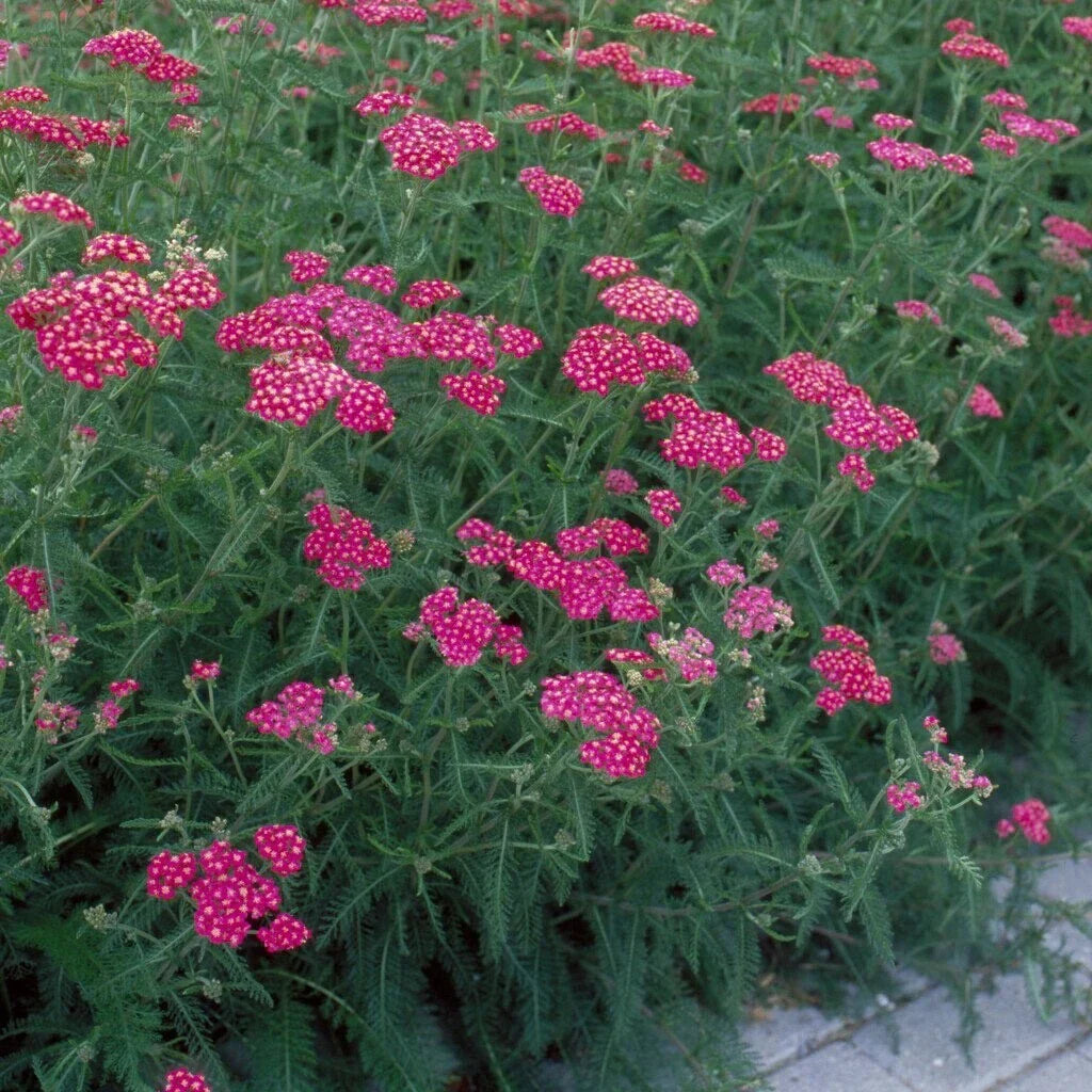 Yarrow ‘Cerise Queen’ Live Starter Plant – Bright Pink Achillea millefolium, Drought-Tolerant, Pollinator-Friendly Perennial