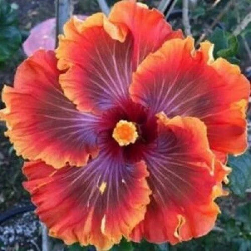 Hibiscus Seeds - Perennial Red Purple Orange Flowers - Hibiscus rosa-sinensis - Garden, Patio, Landscape Plant