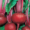 Beet Seeds 100 Packets Detroit Dark Red Heirloom Non-GMO Beta vulgaris for Home Gardening