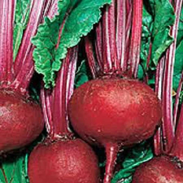 Beet Seeds 100 Packets Detroit Dark Red Heirloom Non-GMO Beta vulgaris for Home Gardening
