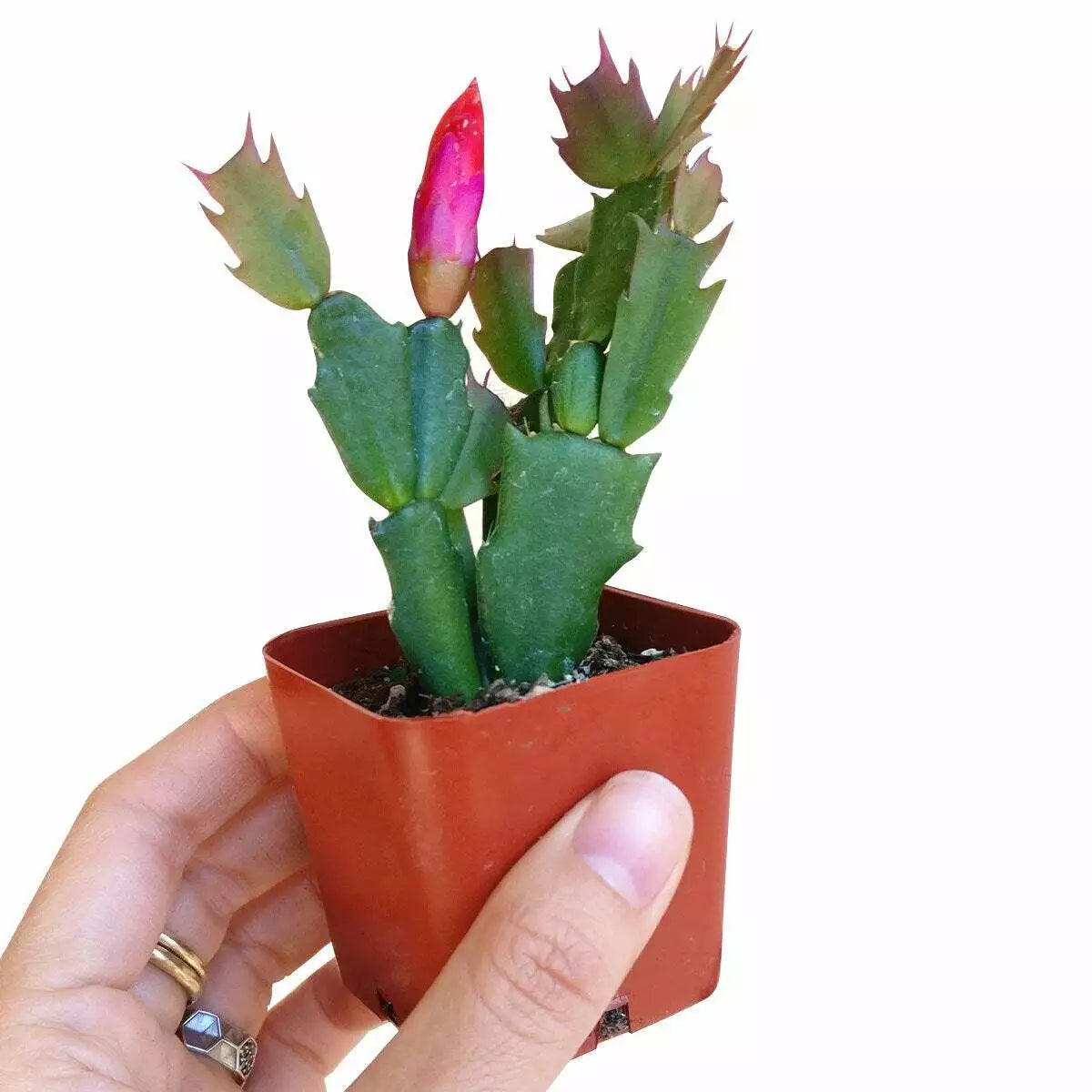 Christmas Cactus Plant 2-Inch Schlumbergera spp. Indoor Holiday Flowering Plant