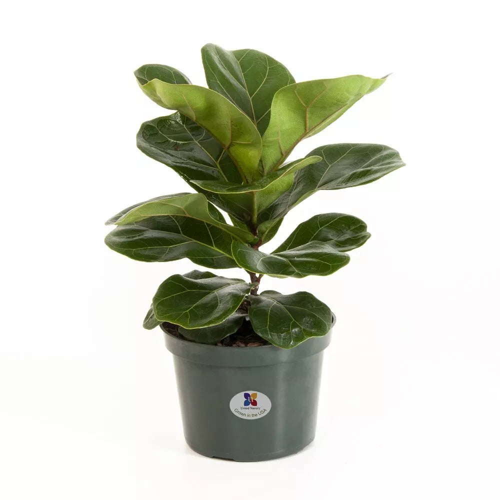 Fiddle Leaf Fig Live Plant – 10+ Inches, Ficus Lyrata Indoor Houseplant, Bright Light Tolerant, Easy Care, Tall Upright Growth