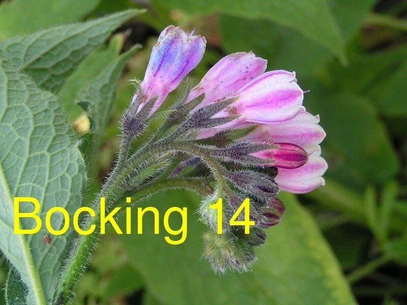 Russian Comfrey Cuttings - 5 Unrooted Bocking 14 Symphytum × uplandicum Live Root Cuttings