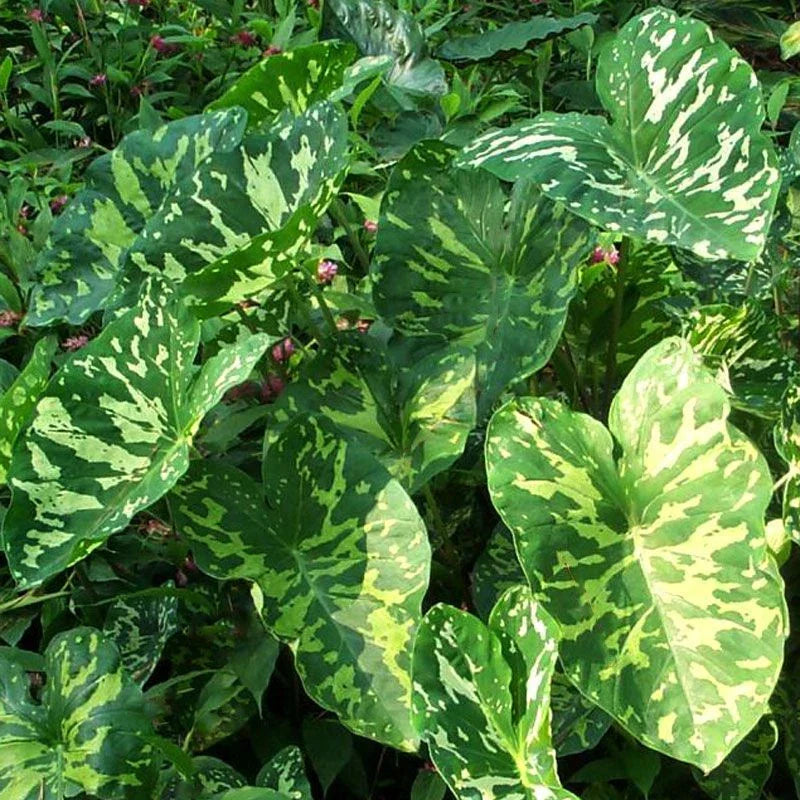 Elephant Ear Plant - Small Rooted Starter in 4-Inch Pot - Alocasia Camouflage Pattern - Indoor/Outdoor Tropical Plant