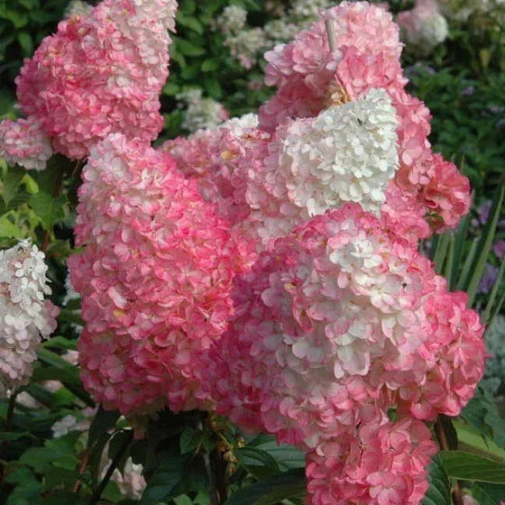 Vanilla Strawberry Hydrangea Seeds - Perennial Flower Seeds for Borders & Containers - Hydrangea paniculata