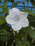 Tall White Mexican Petunia Plants - 6-Pack of Seedlings - Ruellia brittoniana - Drought Tolerant, Pollinator Attracting, Full Sun
