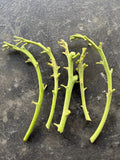 Lamb Hass Avocado Grafting Scions – 4 Cuttings for Home Gardening – Persea americana 'Lamb Hass' Fruit Tree