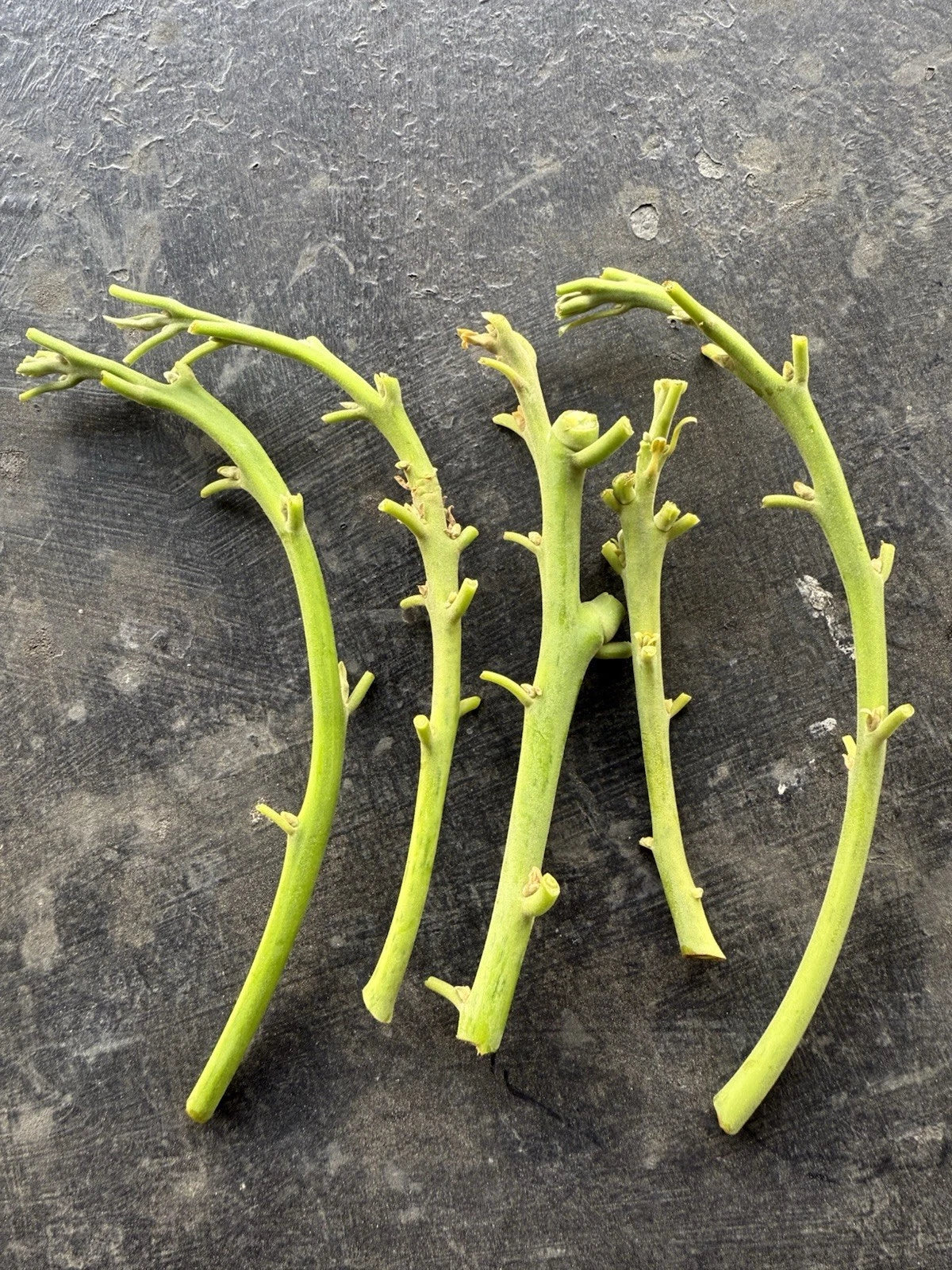 Lamb Hass Avocado Grafting Scions – 4 Cuttings for Home Gardening – Persea americana 'Lamb Hass' Fruit Tree
