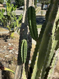 Peruvian Apple Cereus Cactus Cuttings - 14" & 11" No Roots, Cereus peruvianus, Drought Tolerant, Indoor & Outdoor Plant