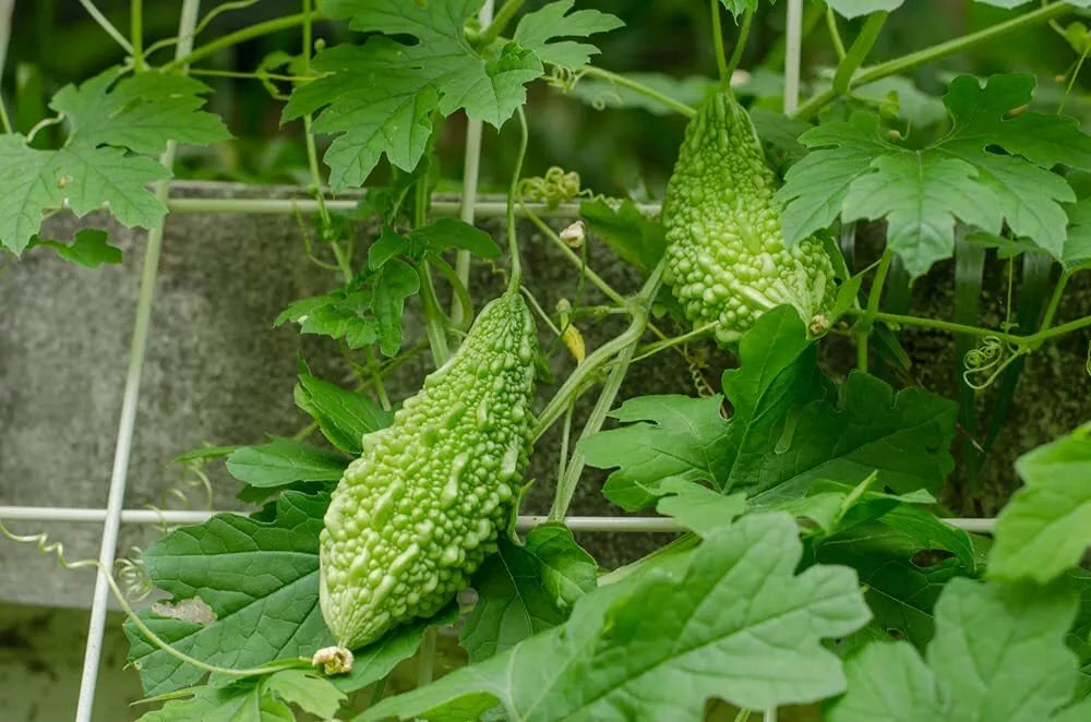 Bitter Gourd Vine Seeds - 10 Pack, Green Bitter Melon, Momordica charantia, Climbing Vine for Garden or Container Cultivation