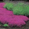 Creeping Thyme Seeds - 500 Count - Magic Carpet - Thymus serpyllum - Perennial Ground Cover for Gardens