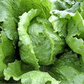 Iceberg Lettuce Seeds - Non-GMO Crisphead Vegetable Garden Seeds Lactuca sativa, 600+ Pack, USA Free Shipping