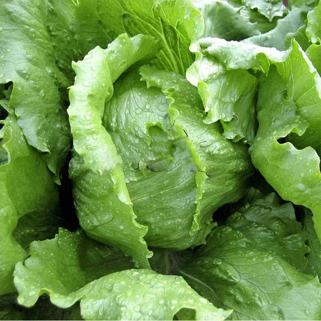 Iceberg Lettuce Seeds - Non-GMO Crisphead Vegetable Garden Seeds Lactuca sativa, 600+ Pack, USA Free Shipping