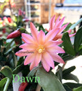 Easter Cactus Cuttings - 3 Rhipsalidopsis Hatiora Succulent Propagation Plant for Indoor Garden