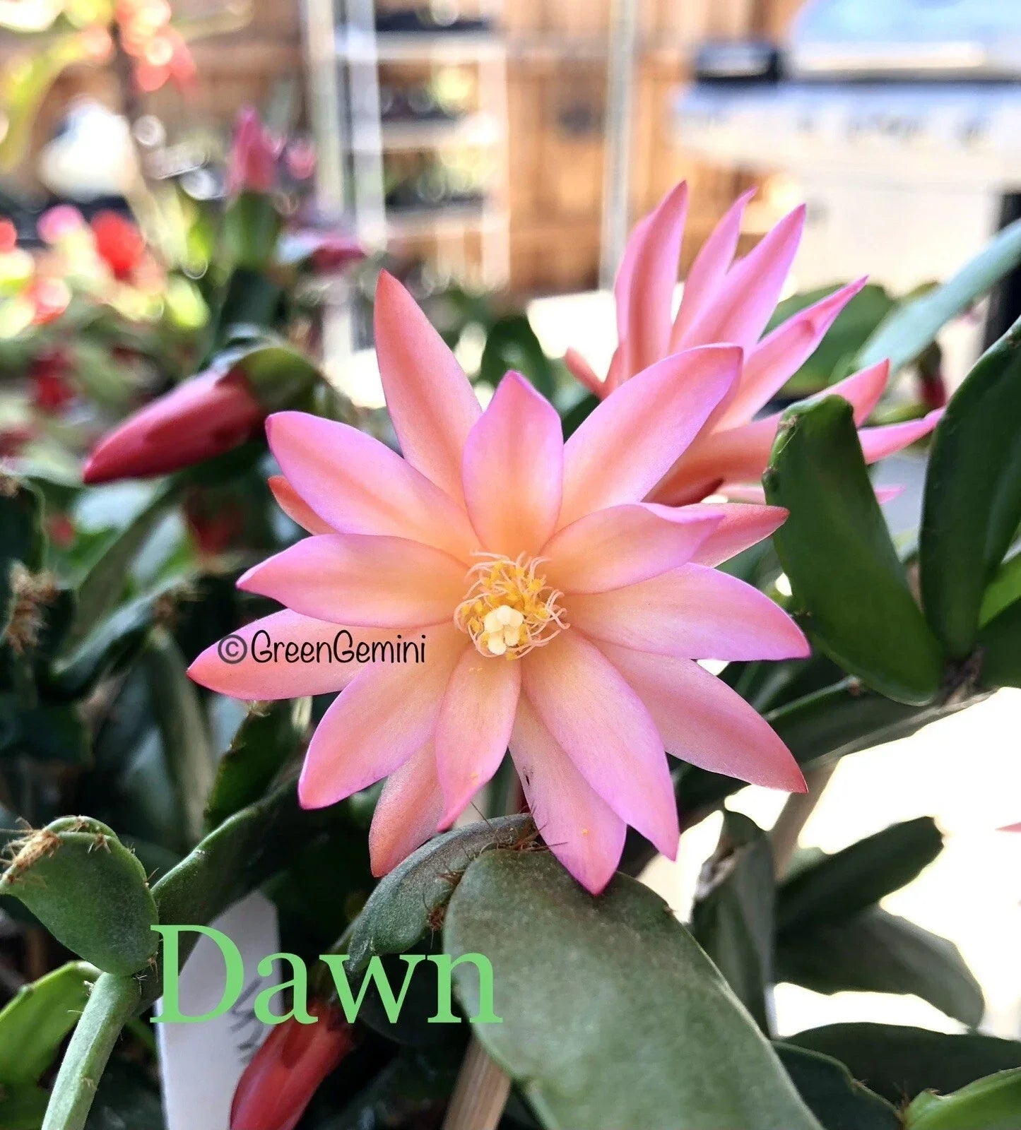 Easter Cactus Cuttings - 3 Rhipsalidopsis Hatiora Succulent Propagation Plant for Indoor Garden