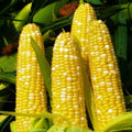 Bilicious Sweet Corn Seeds Bicolor Hybrid Zea mays for 2025 Planting, Non-GMO, High Germination, Disease Resistant