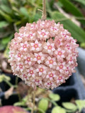 Hoya Parasitica Pink Rooted Plant in 2.5" Pot, Climbing Vine with Pink Fragrant Blooms, Indoor Houseplant