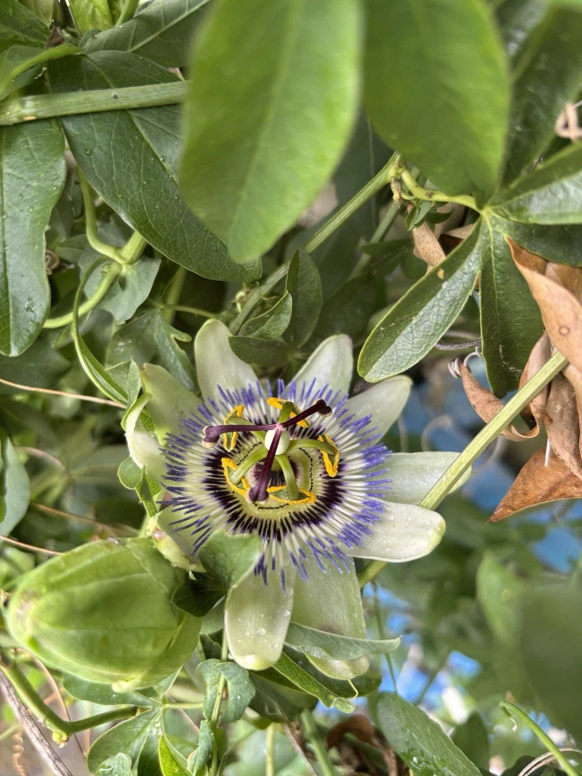 Live Starter Plant - Possum Purple Passion Fruit Passiflora edulis, Self-Fertile Climbing Vine, Edible Fruit, Garden or Container