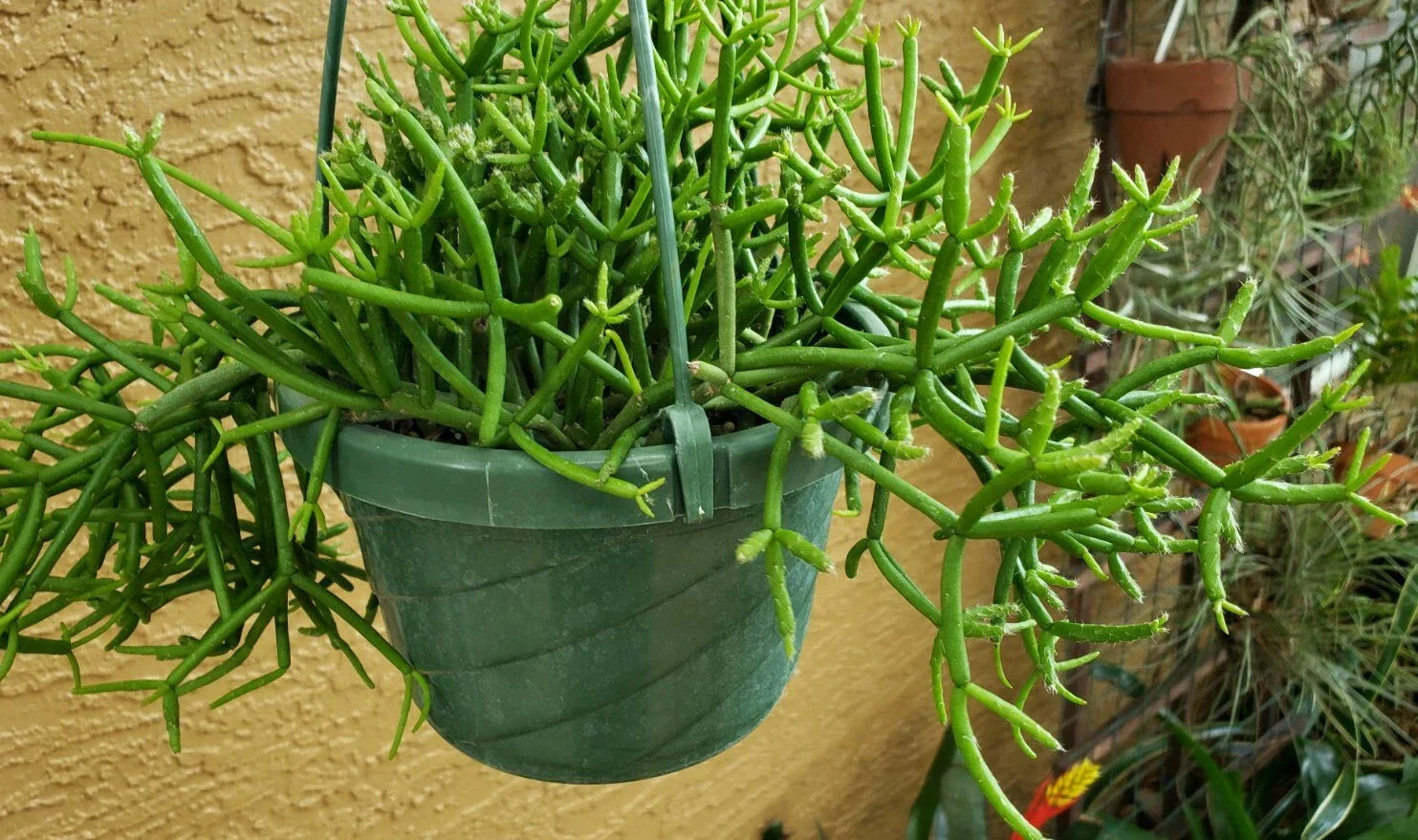 Clumping Epiphytic Cactus Live Plant 4-Inch Pot Rhipsalis teres forma heteroclada Indoor Hanging Plant