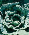Collard Seed - Morris Heading Variety - Non-GMO Brassica oleracea for Home Gardening & Cooking