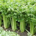Giant Golden Pascal Celery Seeds - Heirloom Non-GMO Apium graveolens Seed Packet for Fresh Stalks & Cooking