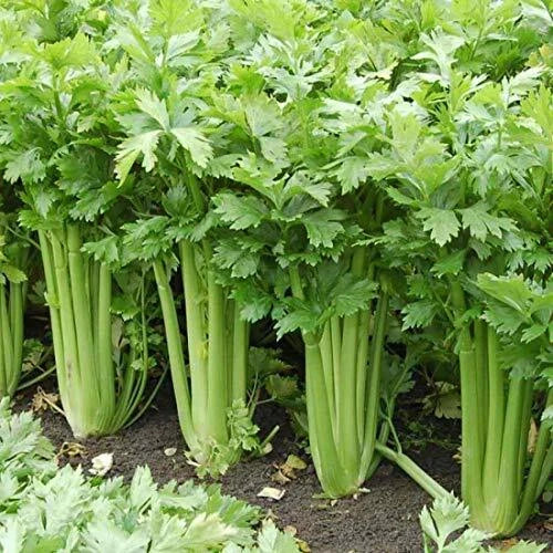 Giant Golden Pascal Celery Seeds - Heirloom Non-GMO Apium graveolens Seed Packet for Fresh Stalks & Cooking