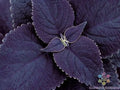 Black Coleus Seeds - 25+ Pack for Garden Planting - Coleus blumei - Vibrant Foliage, Easy to Grow, USA Grown