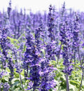 Hyssop Seeds - 800+ Count Perennial Hummingbird Plant, Medicinal, Non-GMO - Hyssopus officinalis