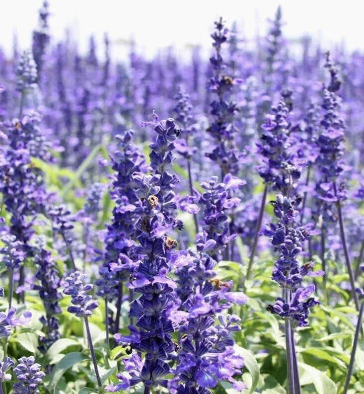 Hyssop Seeds - 800+ Count Perennial Hummingbird Plant, Medicinal, Non-GMO - Hyssopus officinalis