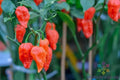 Carolina Reaper Hot Pepper Seeds - 25+ Non-GMO Capsicum chinense for Garden Planting, USA Grown